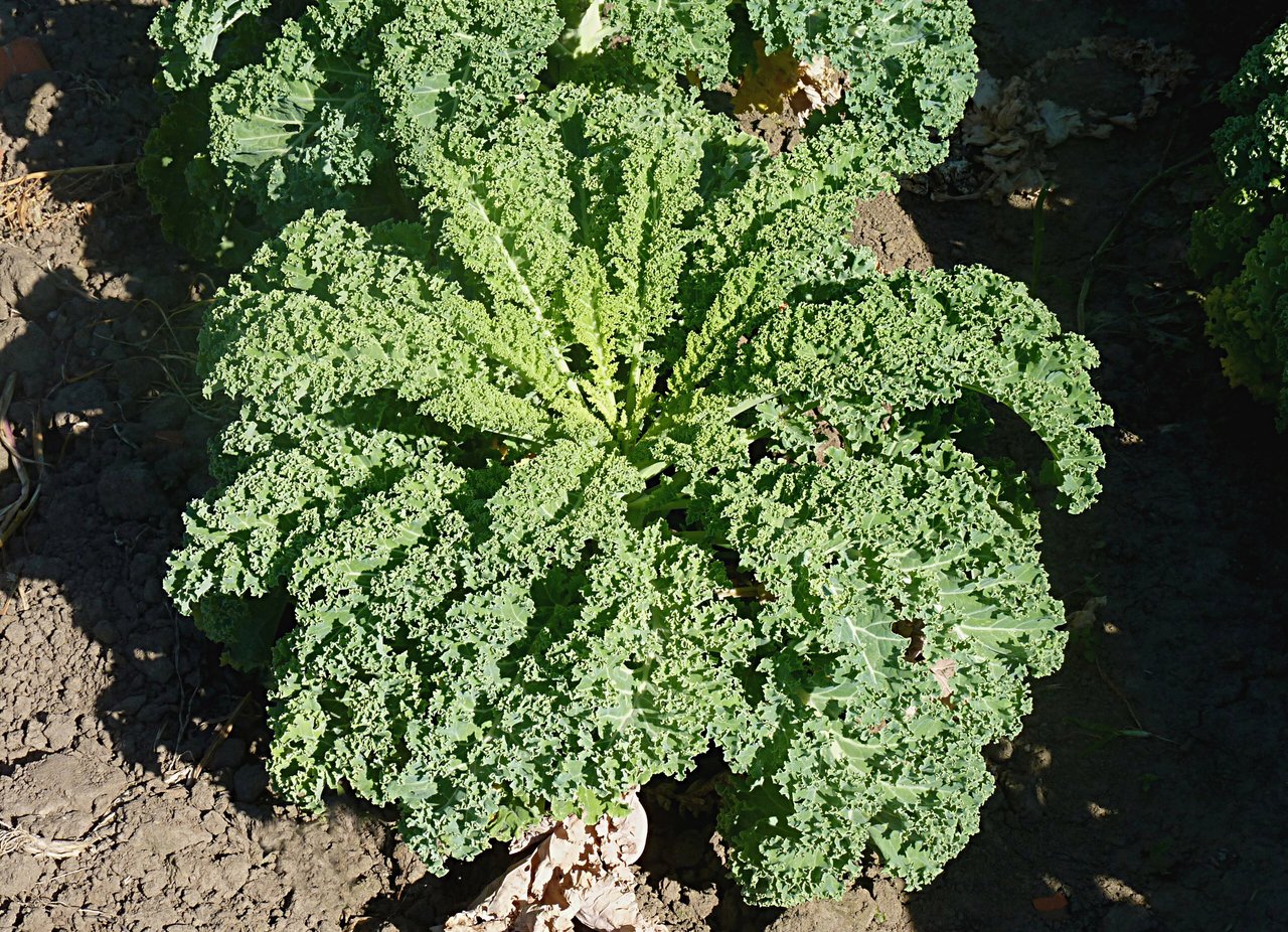 Dospělá rostlina kadeřávku Brassica oleracea var. sabellica s kadeřavým zeleným listem na záhoně