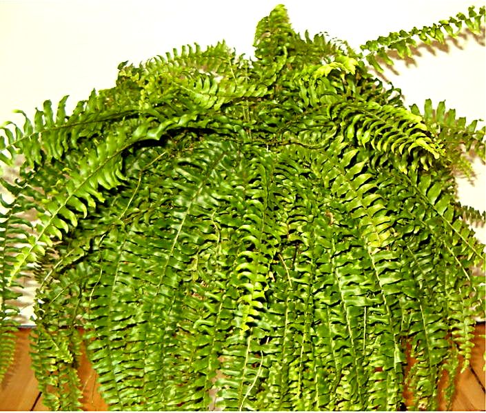 Kapradina ledvinitá (Nephrolepis exaltata) pěstovaná v pokojovém květináči, převislé jemně zelené listy