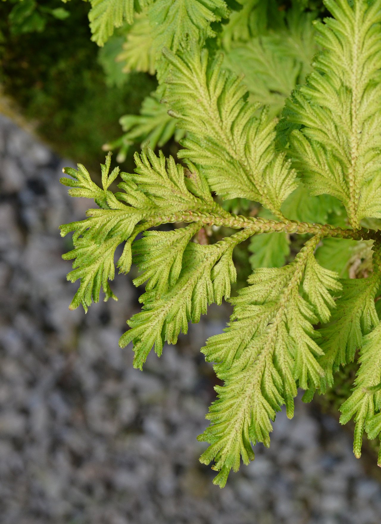 Listy v růžici sleziníku hnízdovitého (Asplenium nidus) jemně zelené lesklé, pohled shora do středu růžice