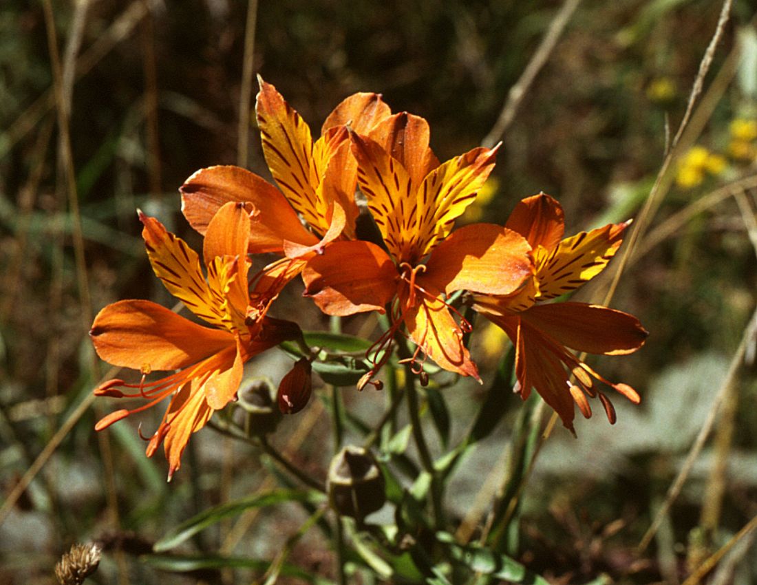 Fleurs orangées tachetées d'alstrœmère