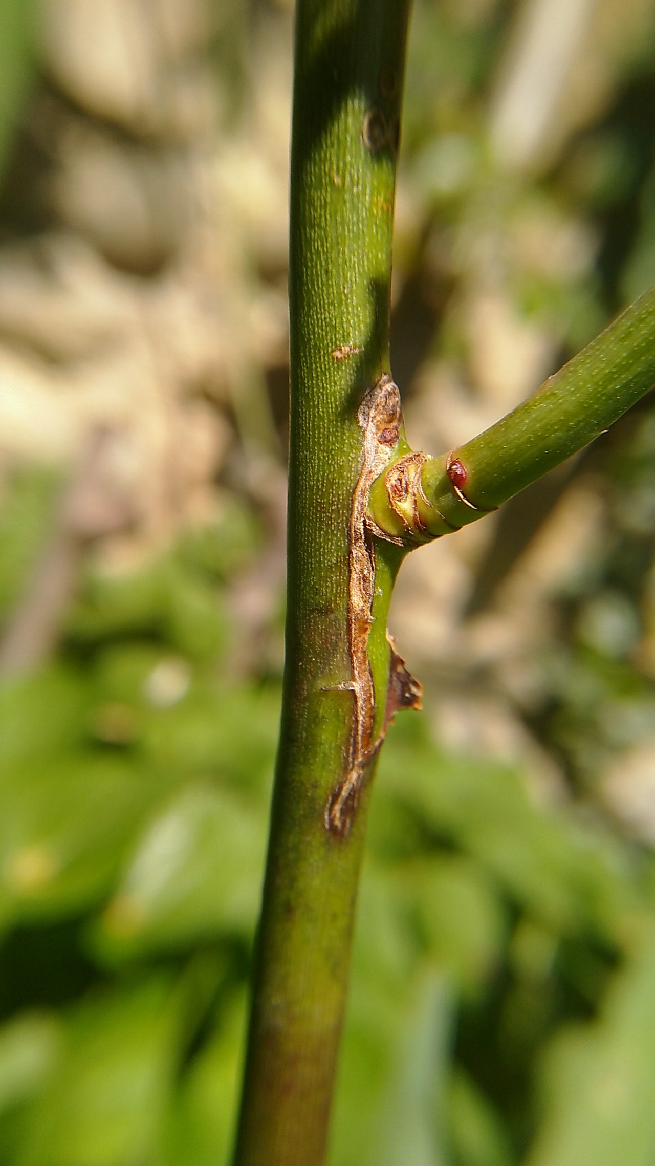 Macro du point de greffe d'un rosier greffé en écusson, cicatrice soudée sur le porte-greffe et jeune pousse partie du greffon