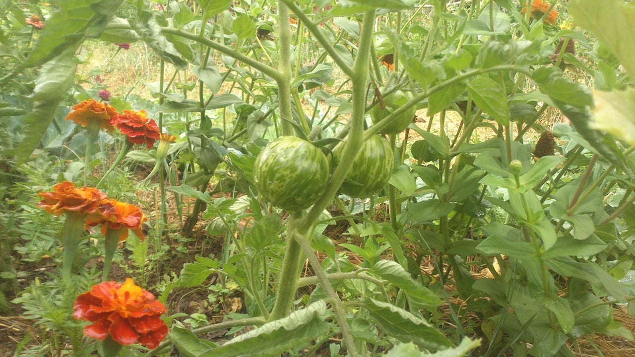 Compagnonnage au potager : œillets d'Inde orange en fleur plantés au pied de tomates, association protectrice classique entre cases voisines