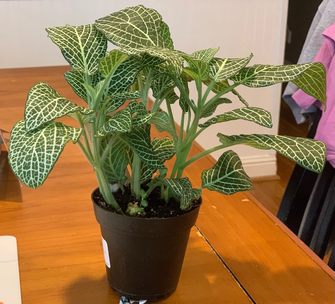 Fittonia albivenis v kvetináči na svetlom mieste s nepriamym svetlom, mäkké svetlo typické pre uzavreté terárium 800 až 1500 luxov
