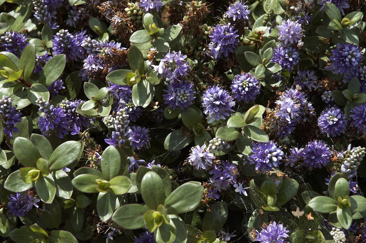 Épis de fleurs mauves d'hébé 'Autumn Glory' sur arbuste compact