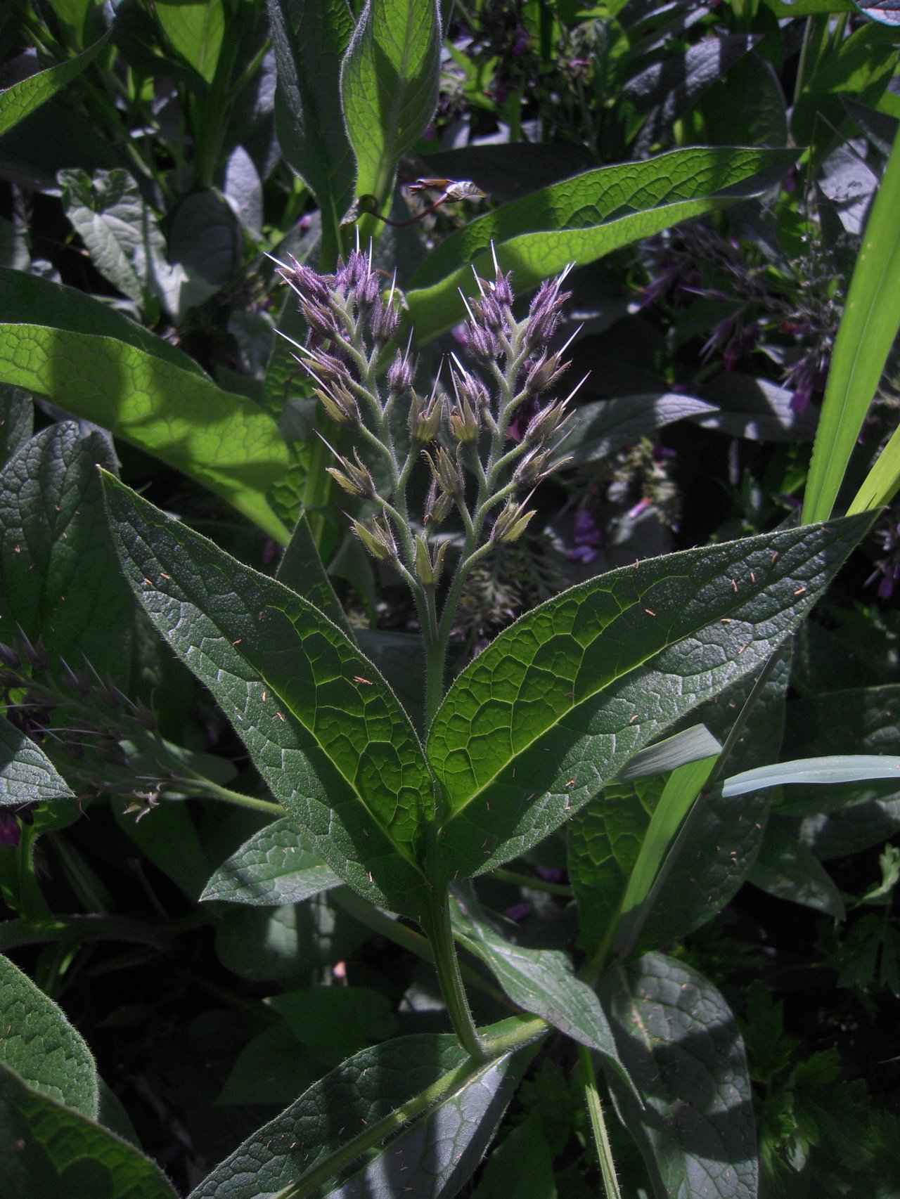 Feuilles et jeunes fleurs de consoude (Symphytum officinale), bio-accumulateur emblématique du chop-and-drop en jardin-forêt