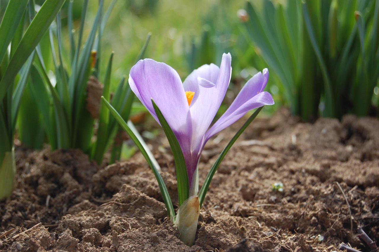 Fialovo-bílý krokus rozkvetlý v trávě na sklonku zimy