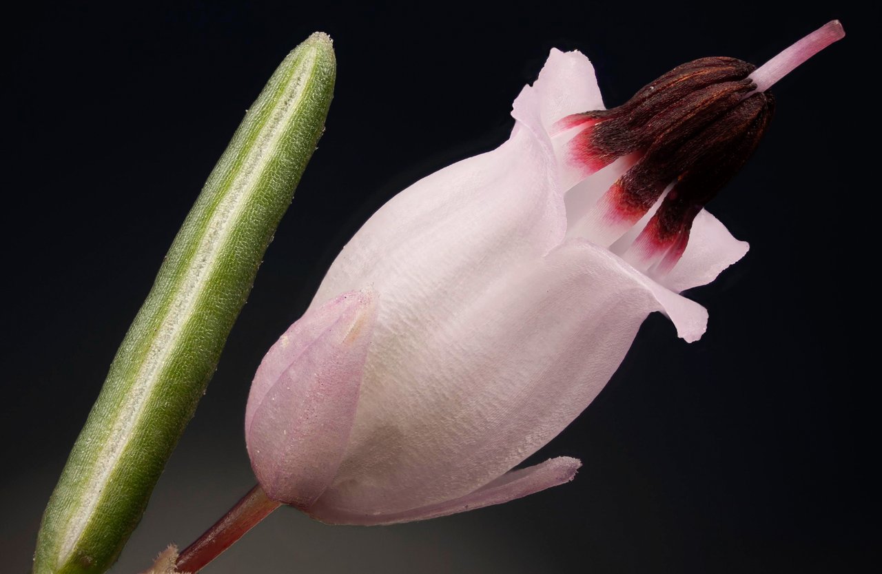 Petites fleurs roses de bruyère d'hiver en gros plan