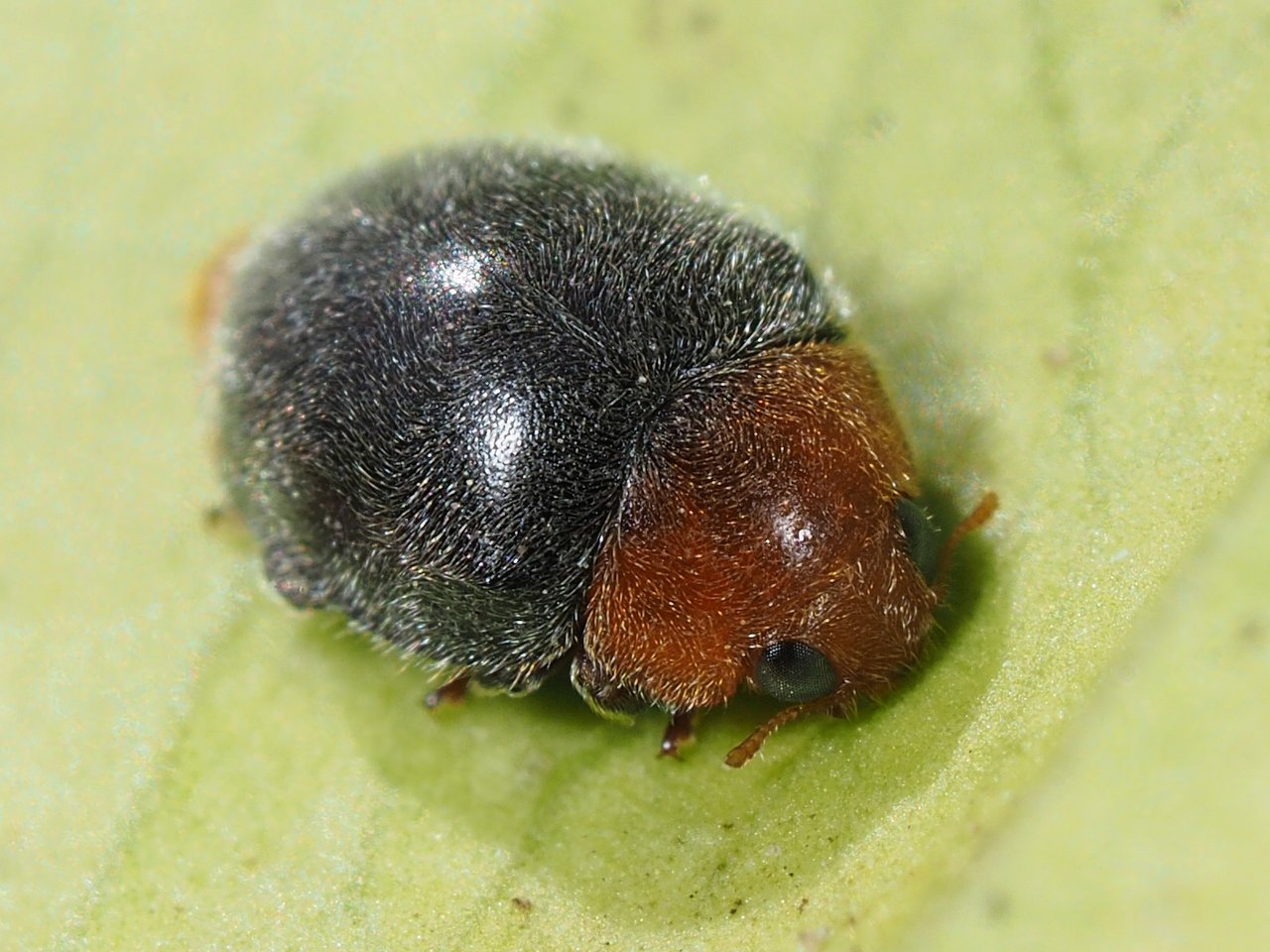Coccinelle prédatrice Cryptolaemus montrouzieri, auxiliaire spécifique qui dévore les cochenilles farineuses