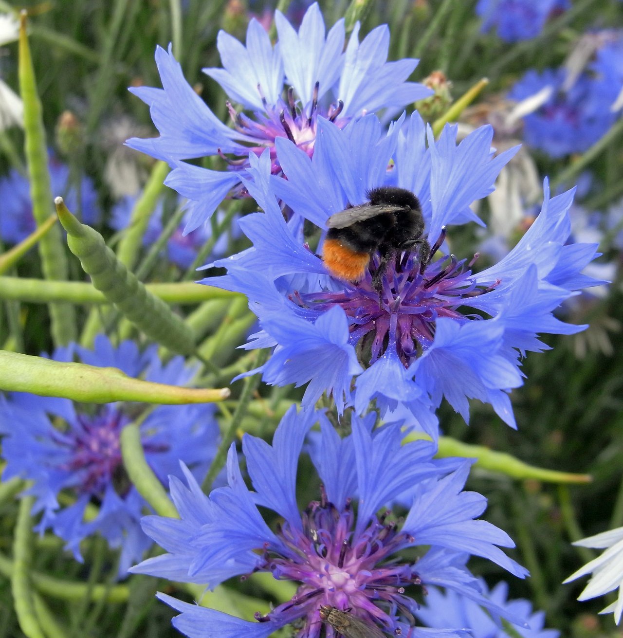 Bleuet (Centaurea cyanus) en gros plan butiné par un bourdon dans un champ près de New Holland, North Lincolnshire : capitule bleu intense aux ligules périphériques caractéristiques du bleuet messicole devenu rare en culture intensive