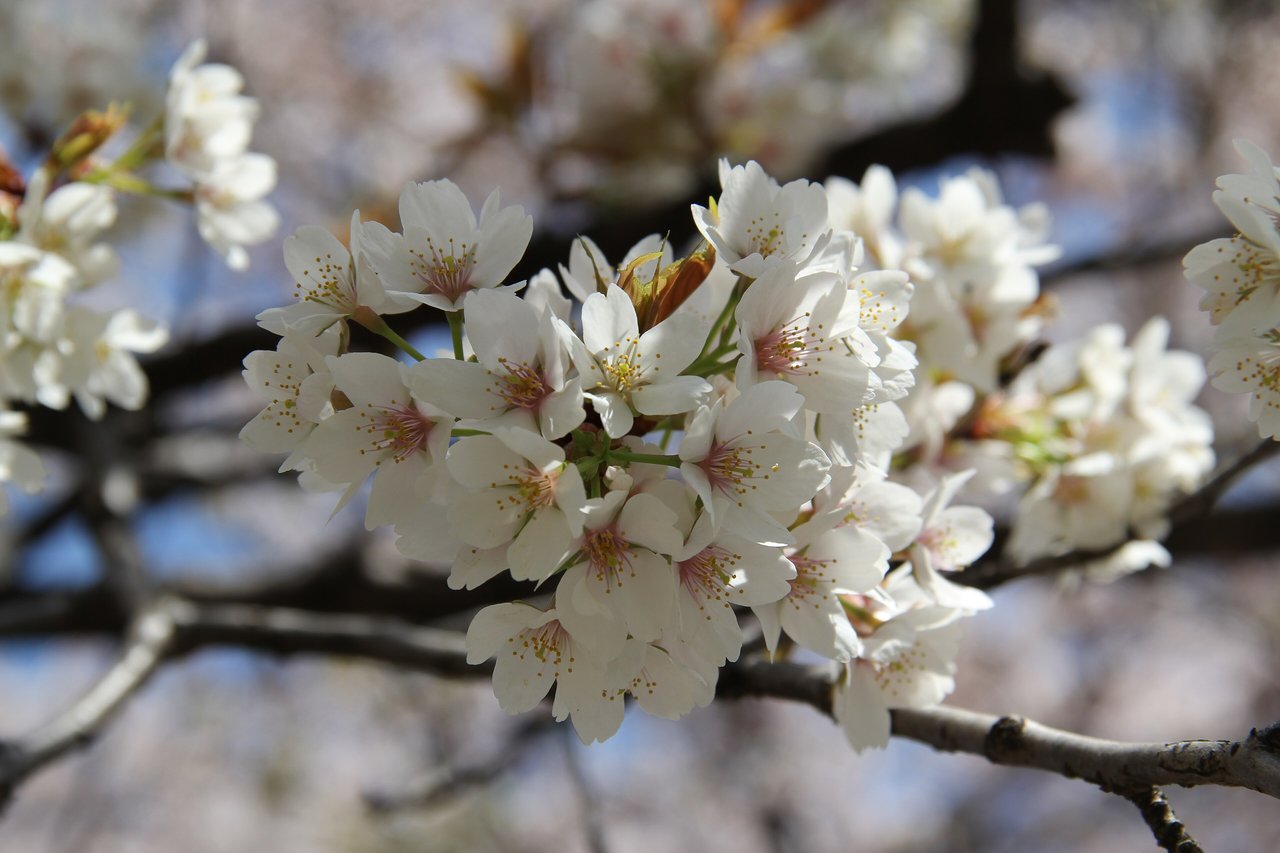 Jamazakura (Cerasus jamasakura) v plnom kvete, divá japonská sakura emblematická pre mono no aware a kvetinovú pominuteľnosť.