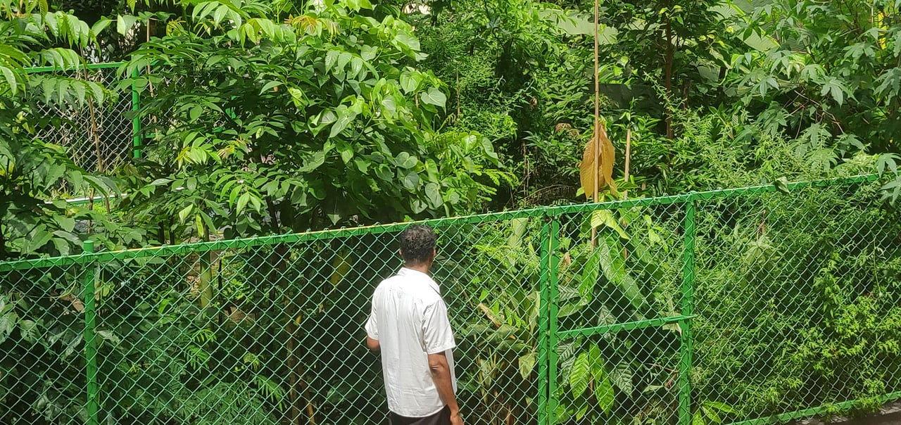 Microforêt selon la méthode Miyawaki, 9 mois après plantation, densité élevée et espèces natives en strate basse
