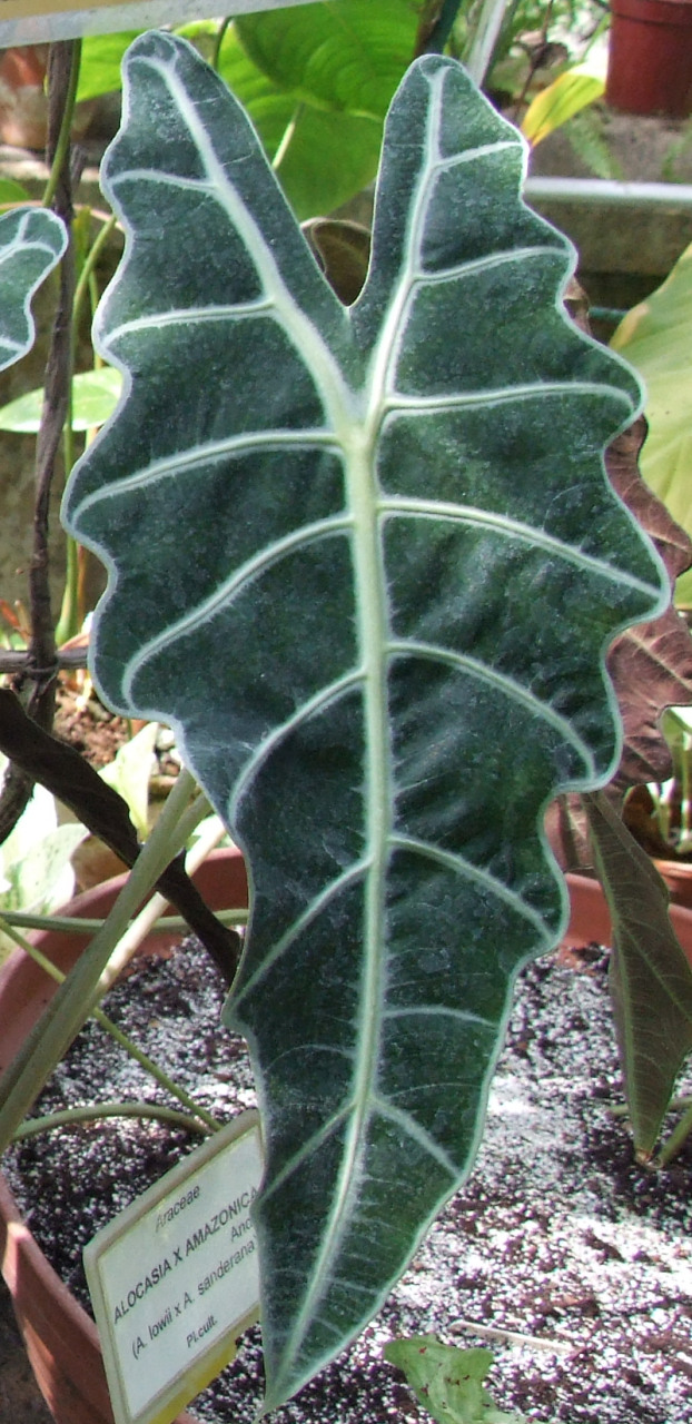 Feuilles sombres aux nervures claires d'un Alocasia amazonica