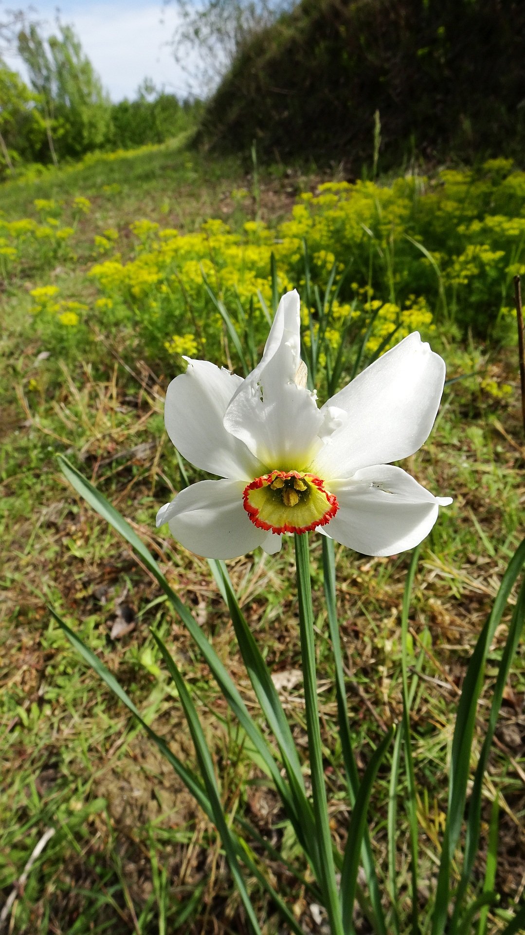 Bílý květ narcisu s červeně lemovanou korunkou na zelené lodyze