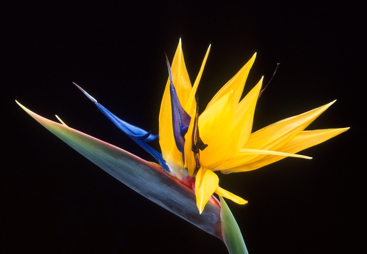 Inflorescence orange et bleue de strelitzia, l'oiseau de paradis