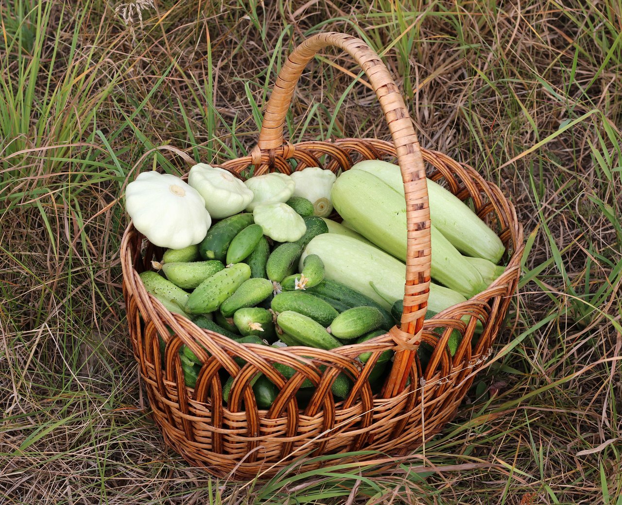 Panier en osier rempli de légumes fraîchement récoltés au potager, courgettes, concombres et pâtissons, illustrant le rendement d'un carré productif
