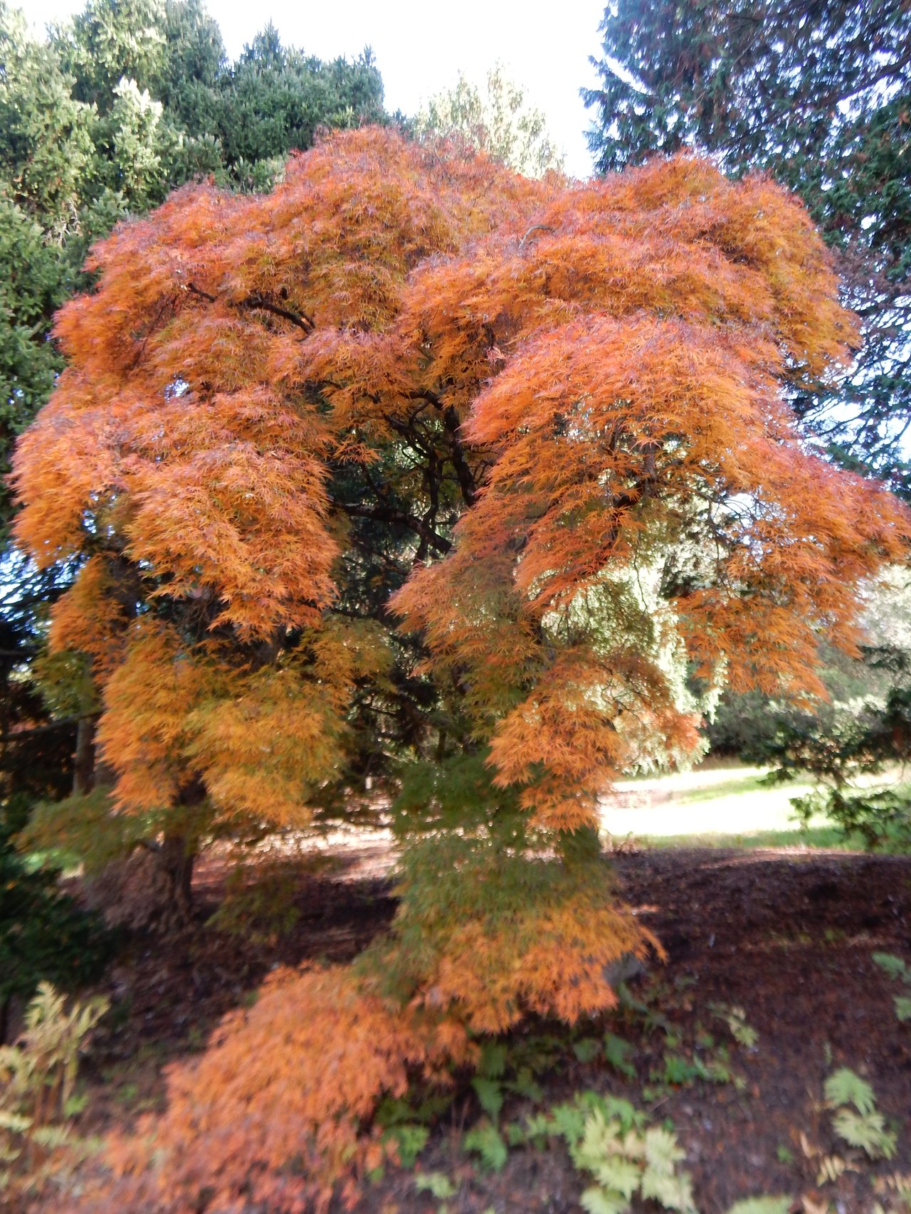 Érable du Japon dissectum au houppier bas et retombant dans un arboretum