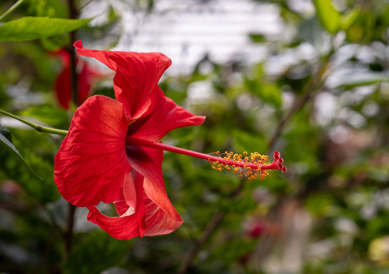 Grande fleur d'hibiscus de Chine rouge vif au long pistil saillant