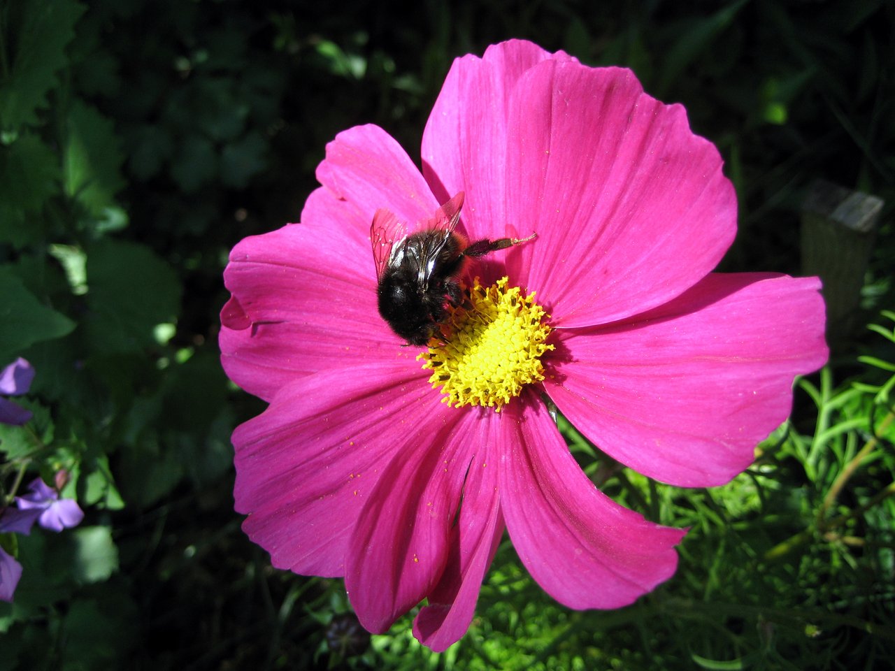 Fleur rose de cosmos (Cosmos bipinnatus) visitée par un bourdon, annuelle mellifère