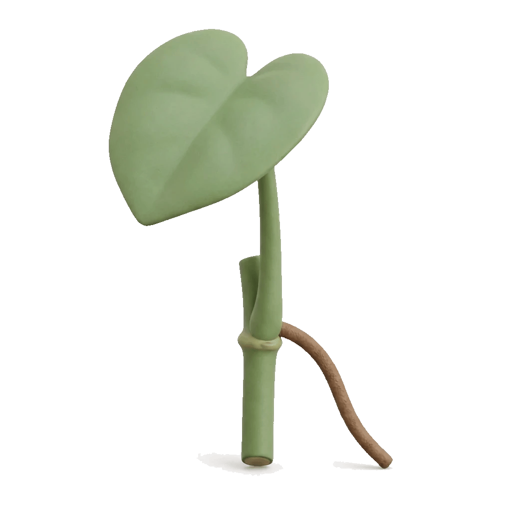 Bouture de monstera : une feuille sur son pétiole, et à mi-tige le nœud renflé d'où partent le pétiole et une racine aérienne
