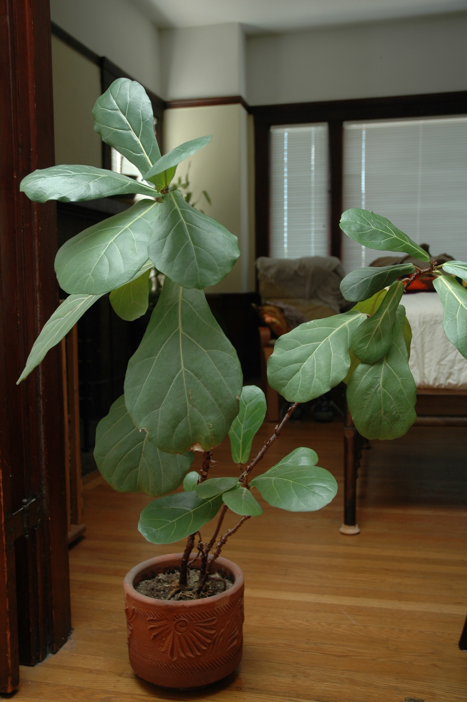 Ficus lyrata (figuier lyre) en pleine santé, cultivé en pot à l'intérieur près d'une fenêtre