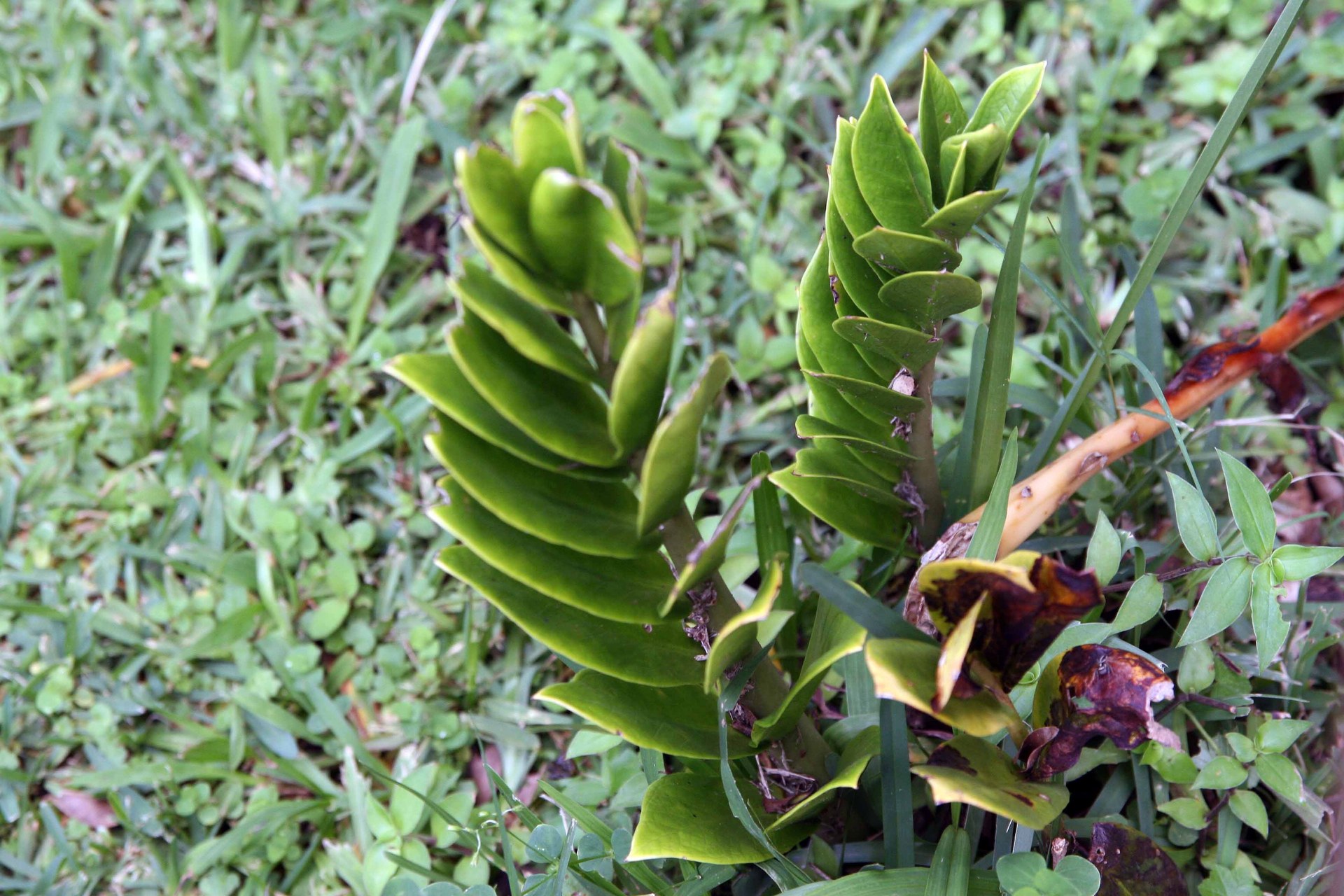Plante de bureau increvable : un Zamioculcas zamiifolia au feuillage lustré dans un pot sobre