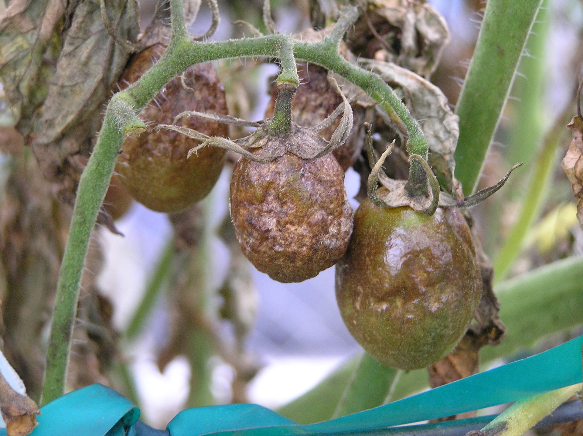 Feuille de tomate atteinte de mildiou : taches brunes huileuses et feutrage blanc au revers