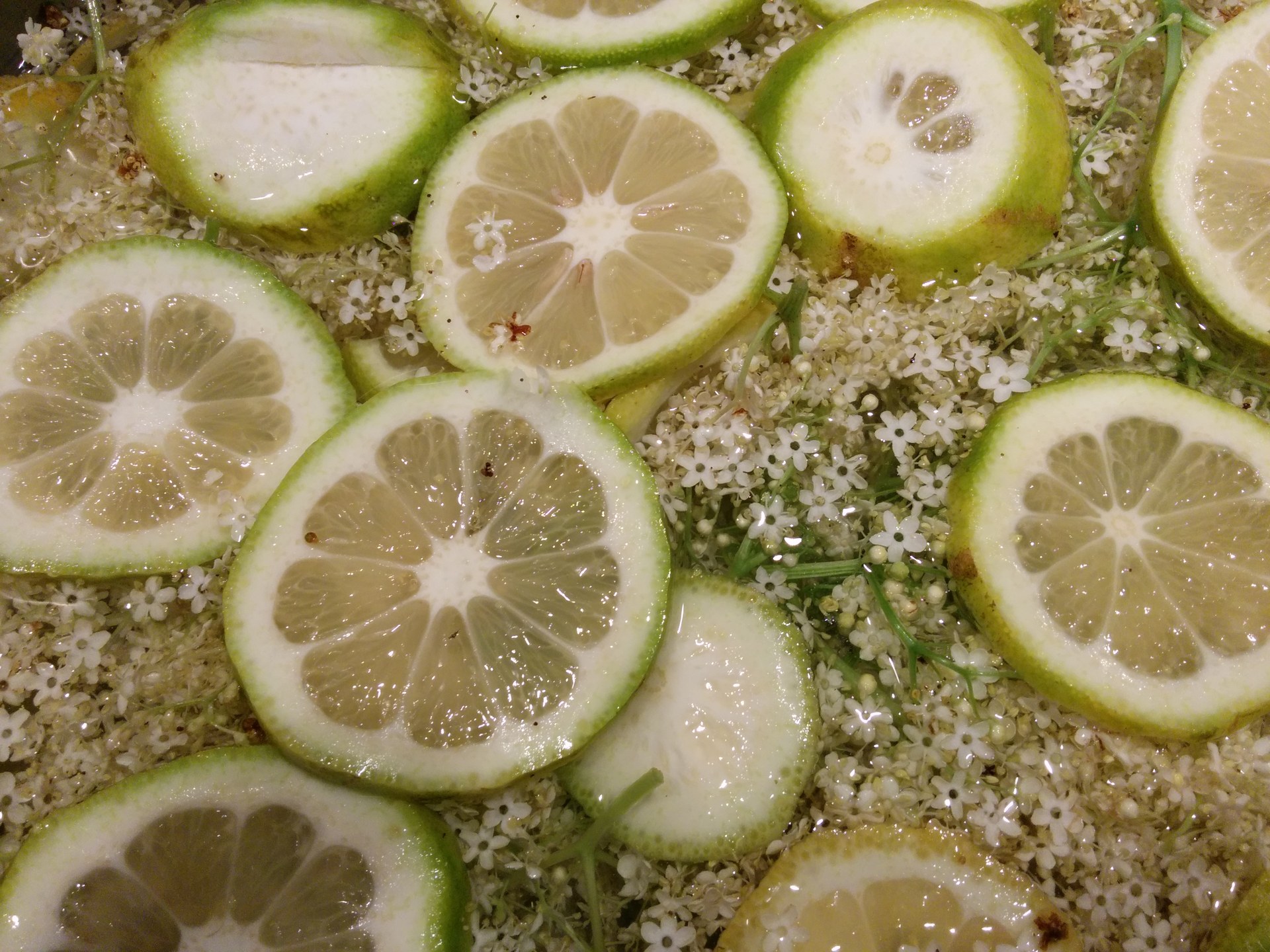 Cymes de fleurs de sureau noir et bouteille de sirop de fleur de sureau maison avec rondelles de citron