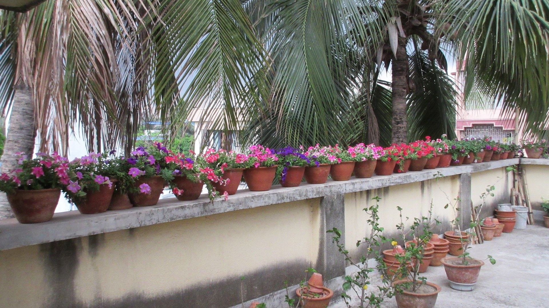 Terrasse ensoleillée garnie de plantes cultivées en pots de terre cuite le long d'une balustrade