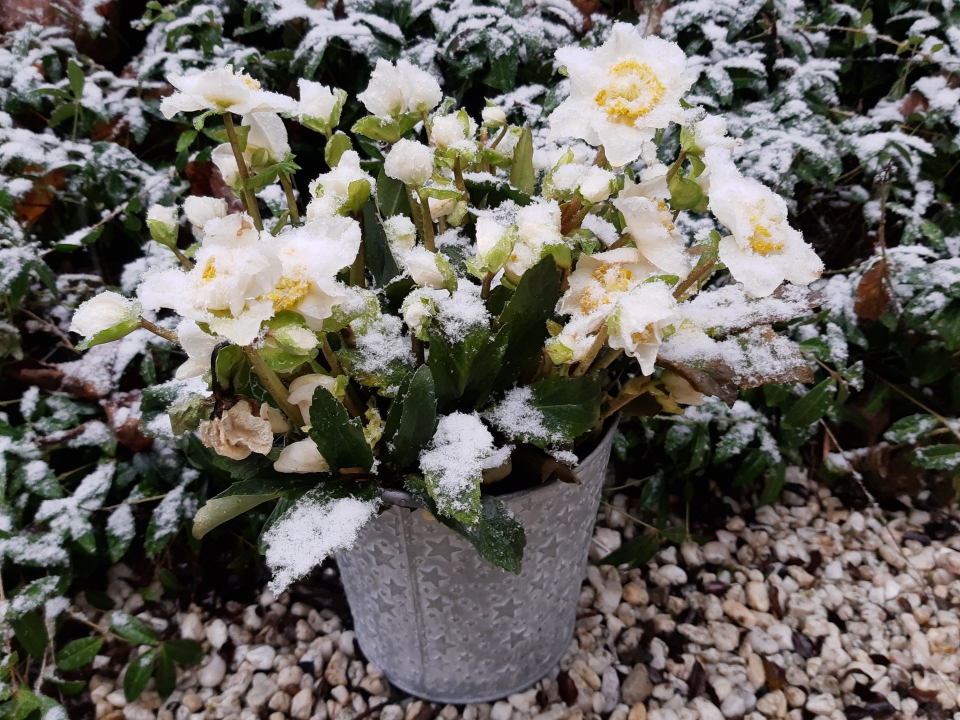 Fleurs d'hiver : une rose de Noël épanouie dans la neige au jardin