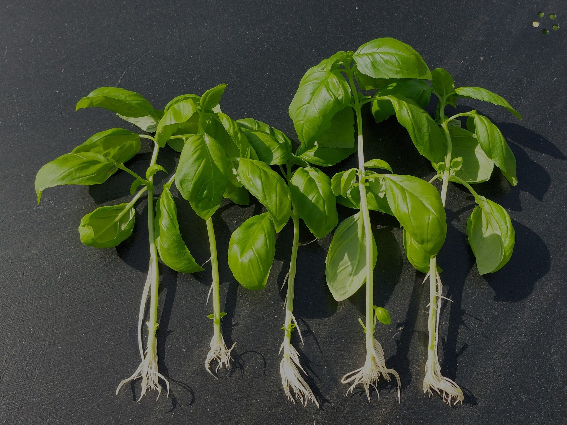 Boutures de basilic dans un verre d'eau pour bouturer une plante et faire raciner les tiges
