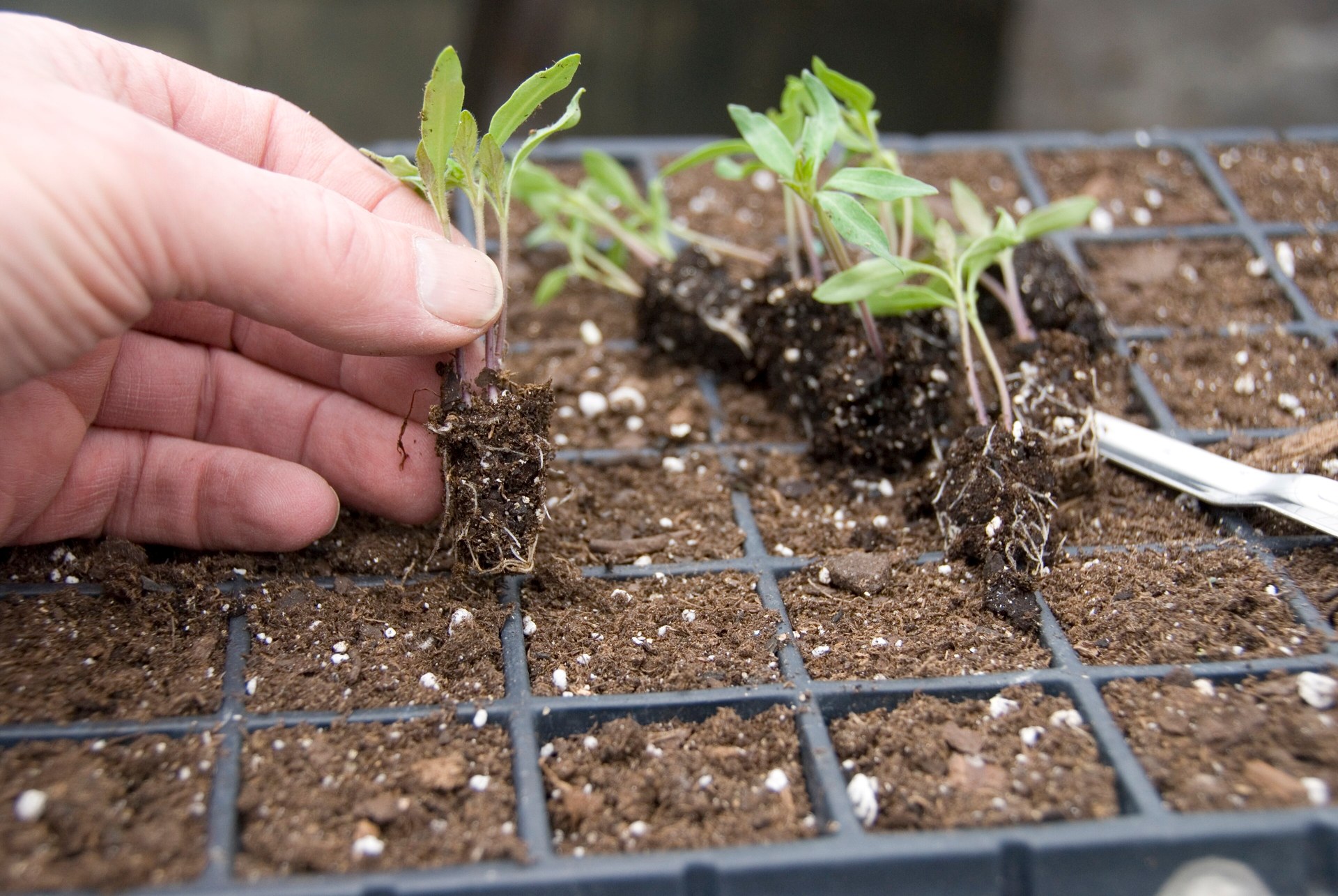 Main soulevant une plantule de tomate hors d'une plaque alvéolée, motte racinaire intacte sous les cotylédons et les premières vraies feuilles