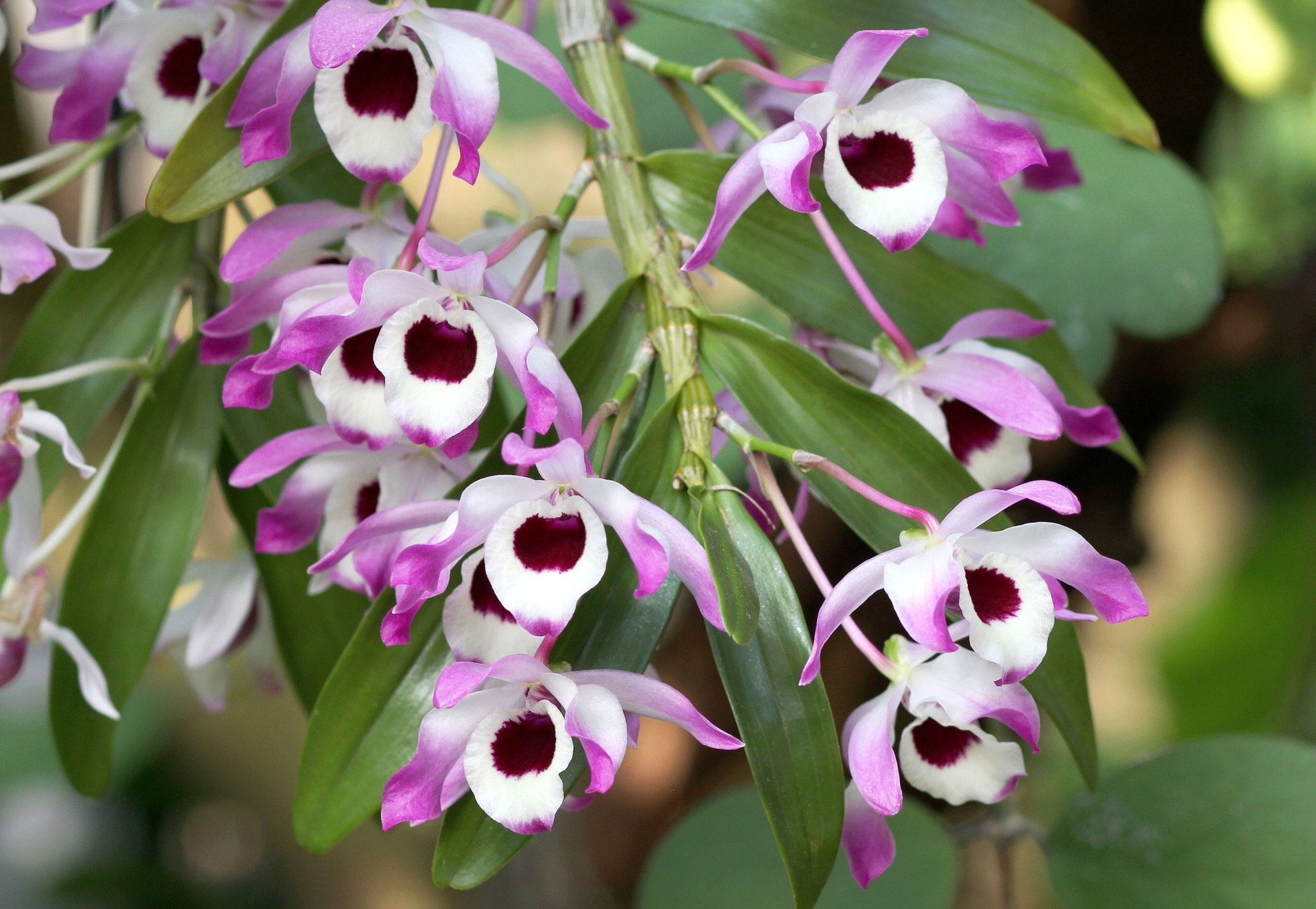 Orchidée bambou (Dendrobium nobile) en pleine floraison, cannes dressées portant des fleurs blanches à cœur pourpre