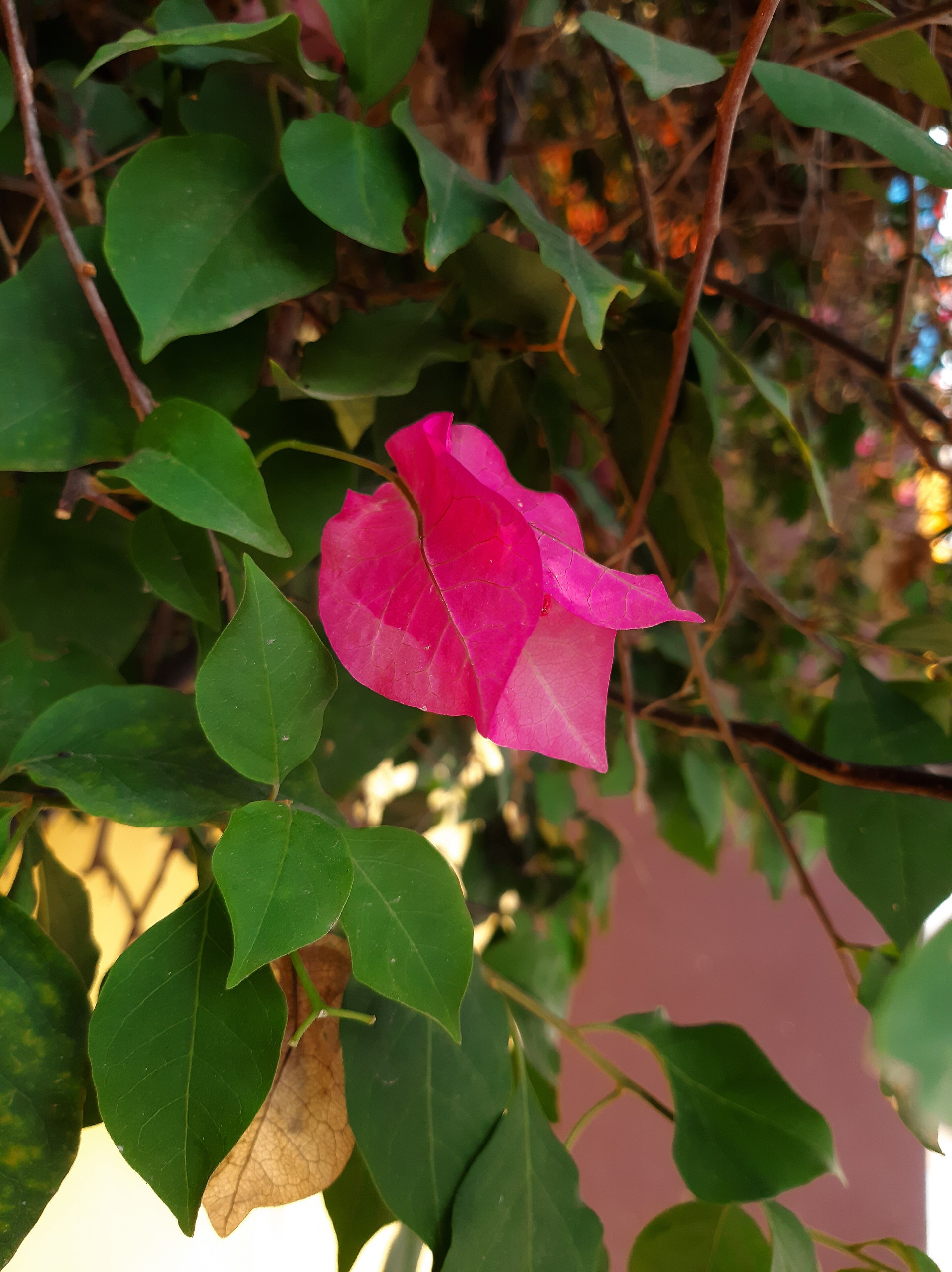 Plantes pour véranda : bougainvillier en pleine floraison derrière un vitrage lumineux