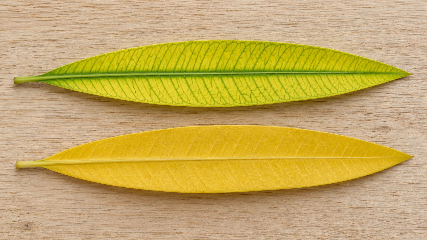 Deux feuilles de laurier-rose posées sur une table : en haut, une feuille jaune parcourue d'un réseau de fines nervures restées vertes ; en bas, une feuille entièrement jaune, nervures comprises