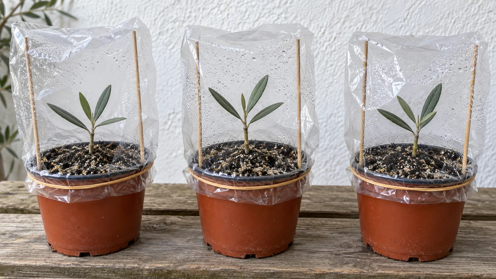 Trois petits pots de boutures d'olivier coiffés chacun d'un sac plastique transparent tenu par un élastique et soulevé par deux baguettes, buée sur la paroi intérieure