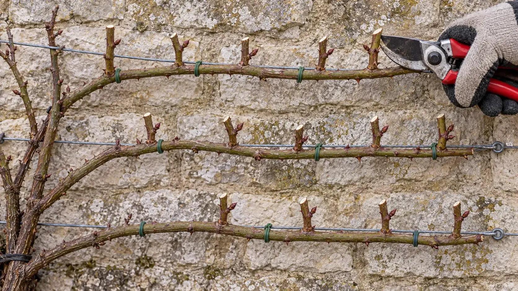 Rosier grimpant palissé à l'horizontale sur des fils tendus contre un mur, ses rameaux latéraux raccourcis à quelques yeux