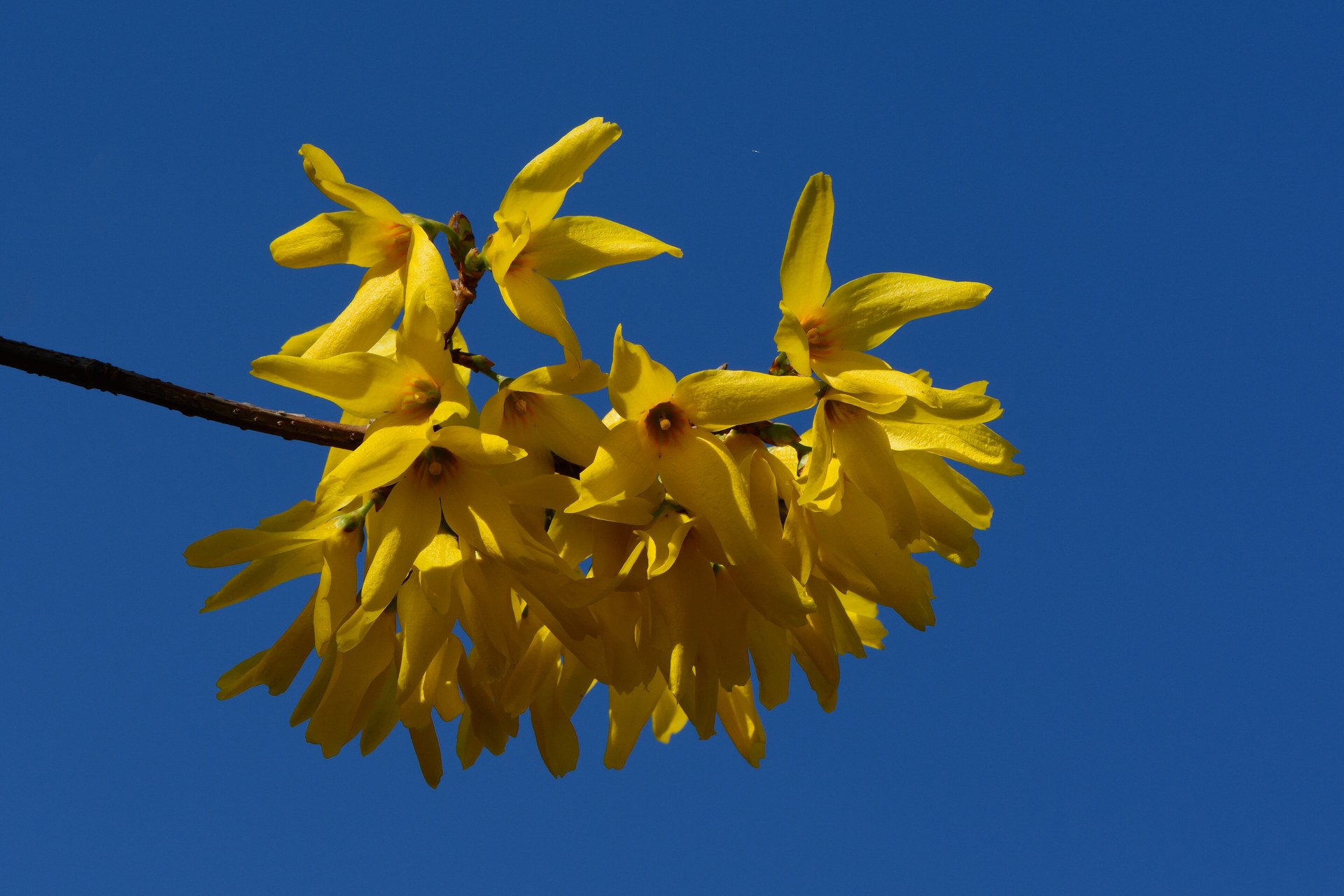 Forsythia en pleine floraison jaune, arbuste d'ornement taillé après floraison