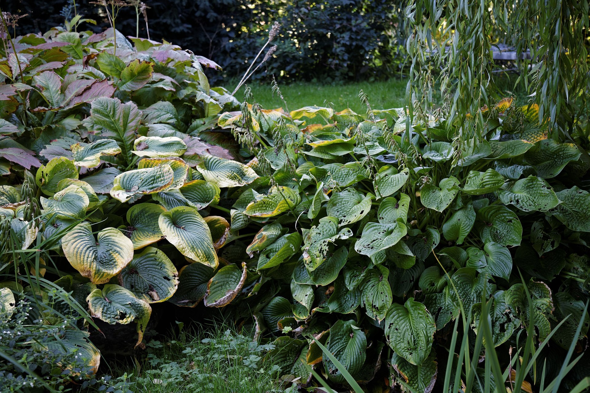 Massif d'hostas au feuillage luxuriant dans une bordure ombragée de jardin, exposition nord