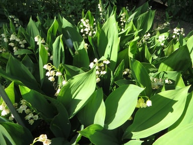 Muguet