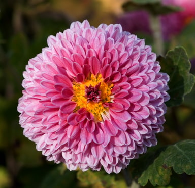 Chrysanthème des fleuristes