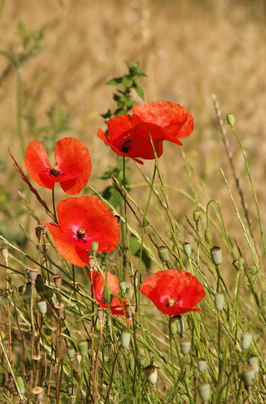 Coquelicot