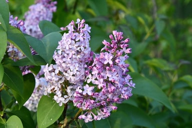 Lilas commun