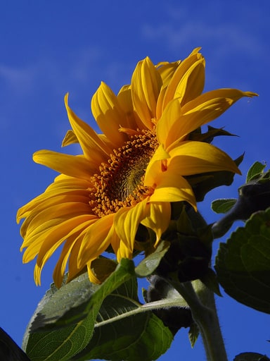 Tournesol