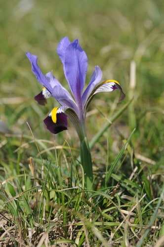 Iris barbu