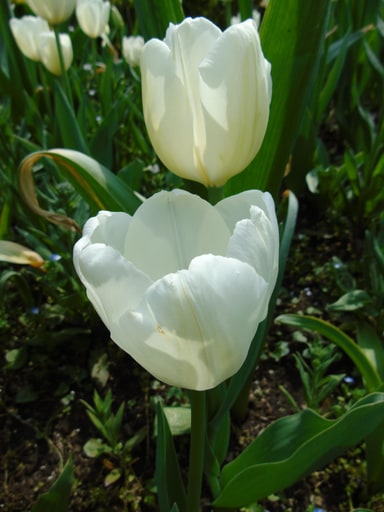 Tulipa spp.