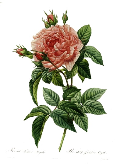 Rosa spp.