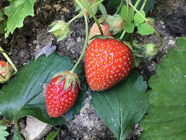 Fraisier