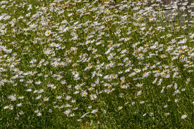 Marguerite commune