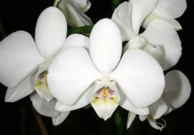 Phalaenopsis spp.