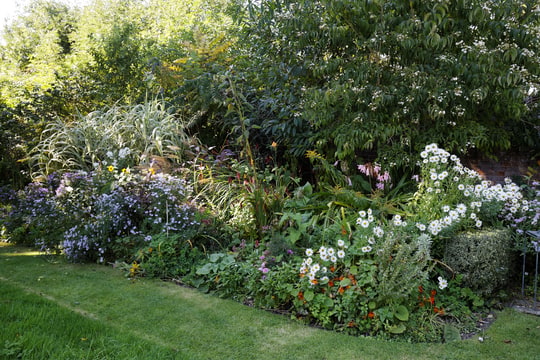 Massif fleuri mixte dans un jardin anglais, exemple d'une exposition lumineuse bien plantée